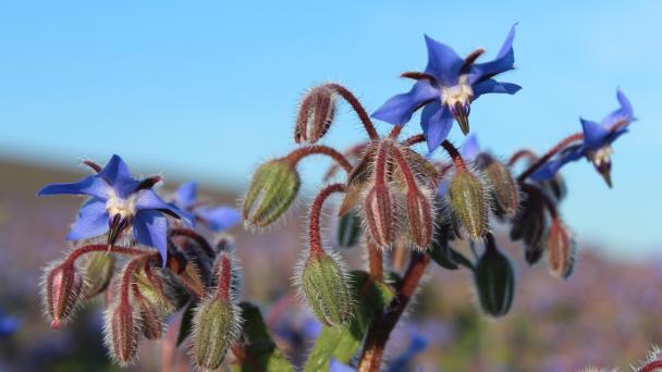 Close up of purple/blue flower