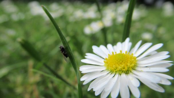 Daisy with fly on blade of grass in background